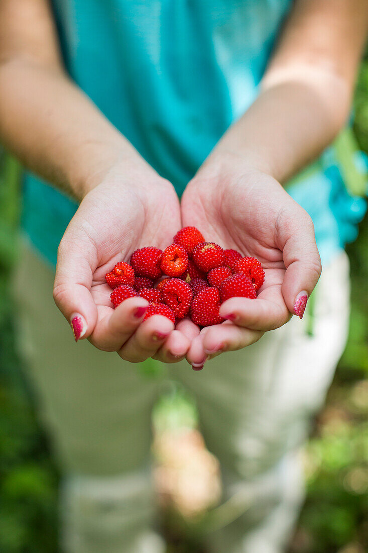 Close-up Of Woman Hand Holding Handful Of Freshly Picked Wild Berries