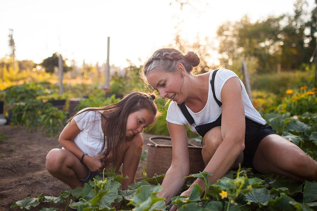 A Mother And Daughter Harvesting Vegetables From Their Garden In Fort Langley