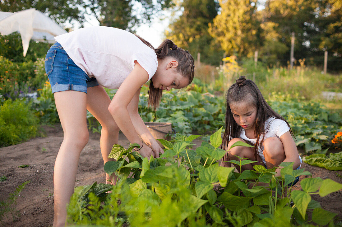 Two Sisters Harvest Beans From Their Garden In Fort Langley