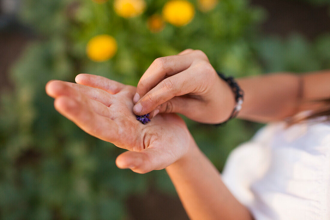 A Young Girl Rubs Lavender On Her Dirty Hands After Gardening