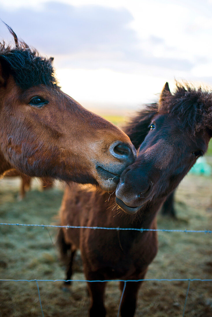 Icelandic Horses Playing At Sunset On A Farm