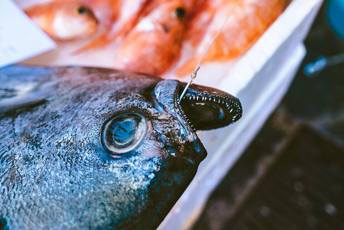 Fresh Catch In The Fish Catania Market, Sicily