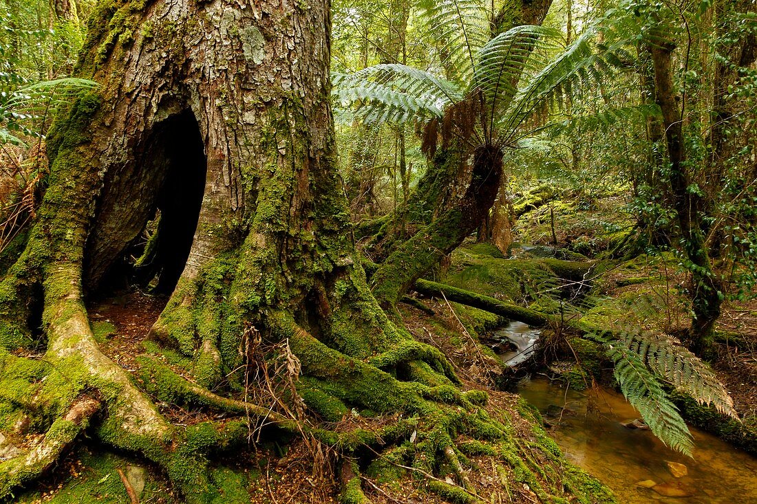 Temperate Rainforest In Mount Field National Park In Tasmania