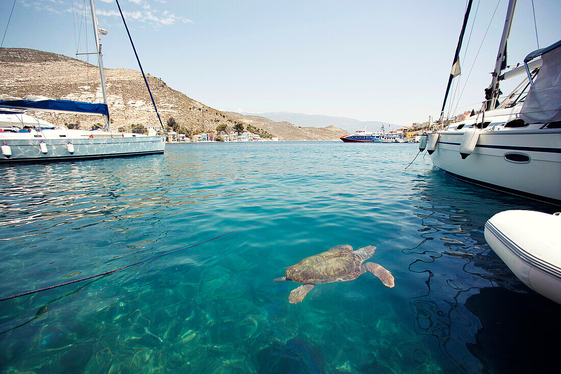 View Of Sea Turtle Underwater Looking For Food In Harbor