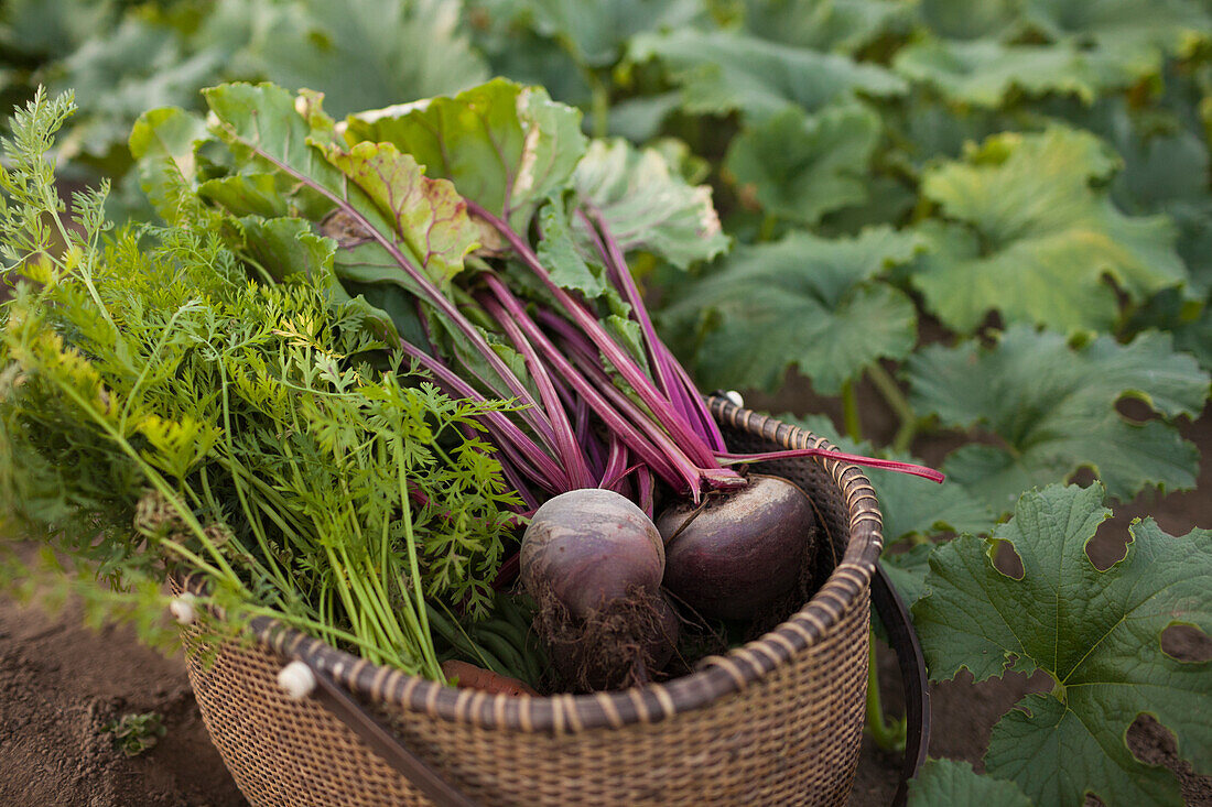 High Angle View Of Basket Full Of Vegetables Harvested From A Community Garden