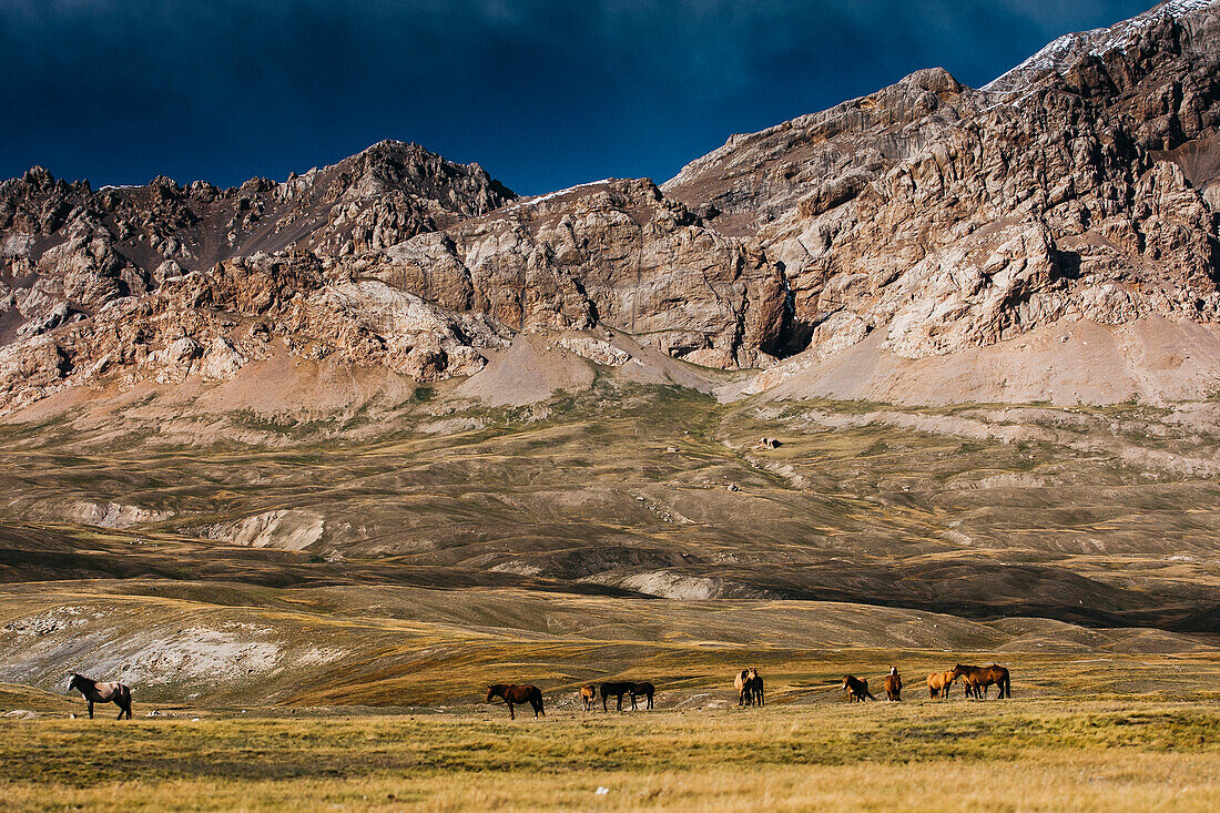 Horses Grazing In Tien Shan Mountains, Kazakhstan