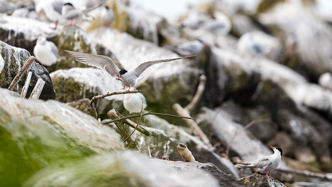 A Common Tern On Rocks Holding A Twig In Its Beak