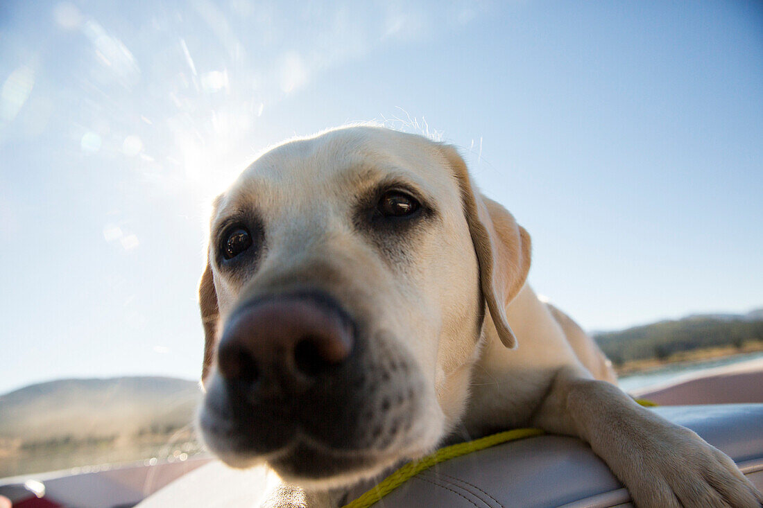 Close-up Of Dog On Boca Reservoir