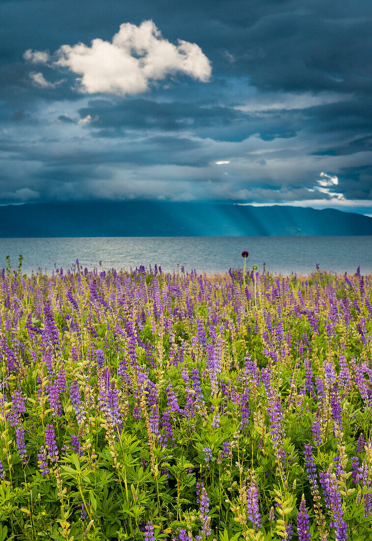 Scenic View Of Lupine Field Near Lake Tahoe