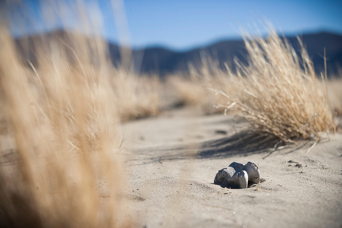 Bone Found In The Sand