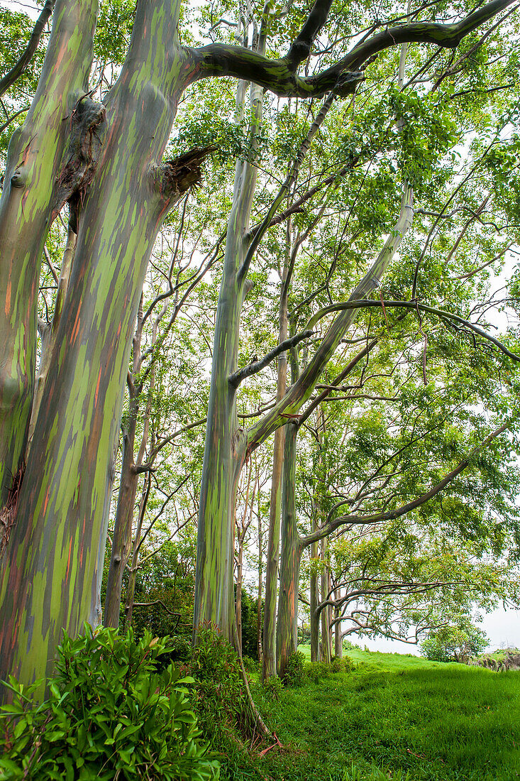 Rainbow Eucalyptus Grove On The Island Of Maui