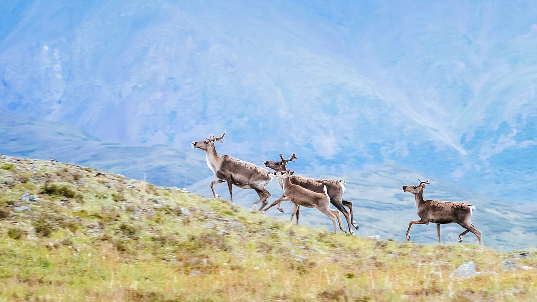 Four Caribou Running Through Bush Near The Denali Highway In Alaska, Usa