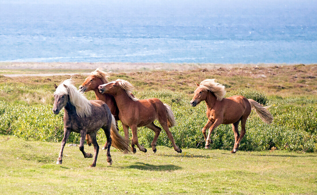 A Group Of Horses Running Along A Cliff With The Arctic Ocean In The Background
