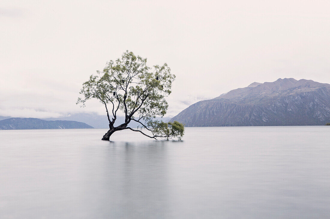A Tree In The Middle Of Lake Wanaka On New Zealand's South Island