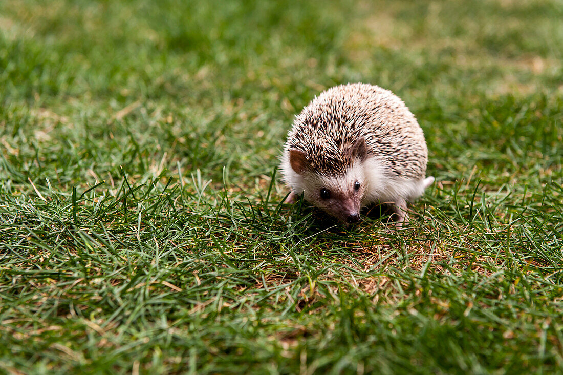 A Hedgehog On Grassy Field