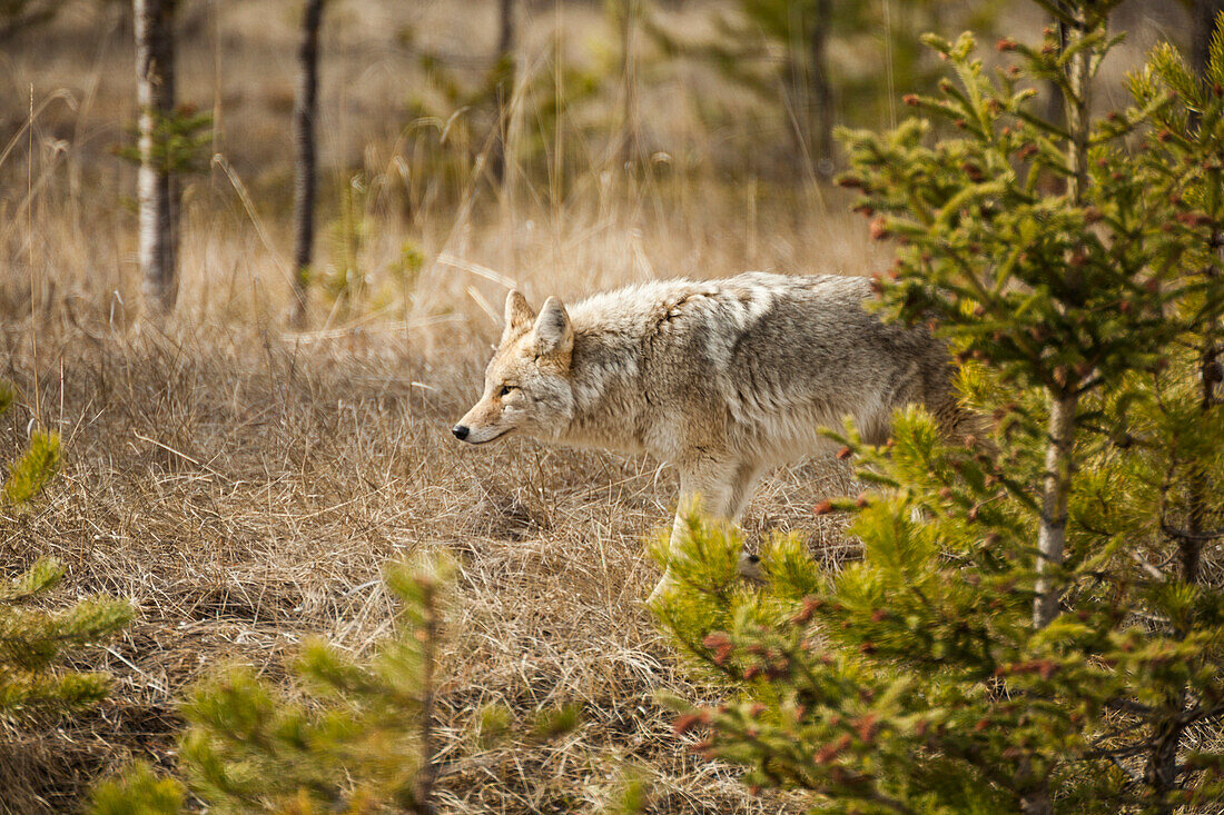 A Coyote Hunts For Prey In Jasper National Park