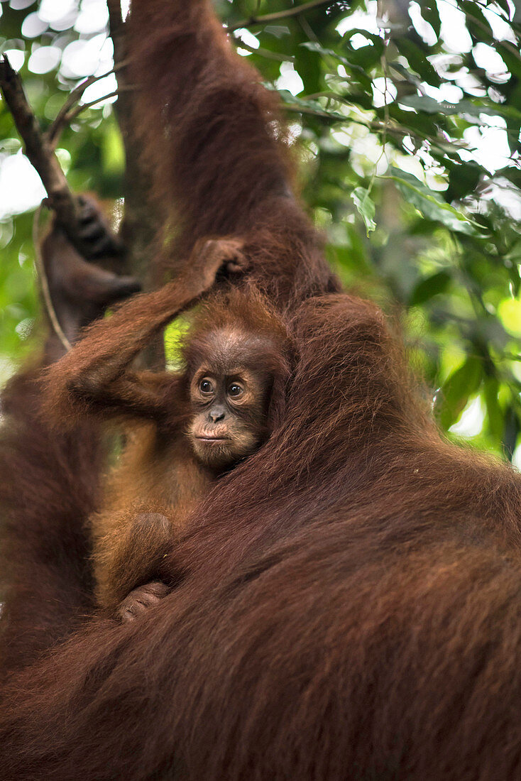 Sumatran Orangutan With Its Young One In The Forest Of Bukit Lawang, Sumatra, Indonesia