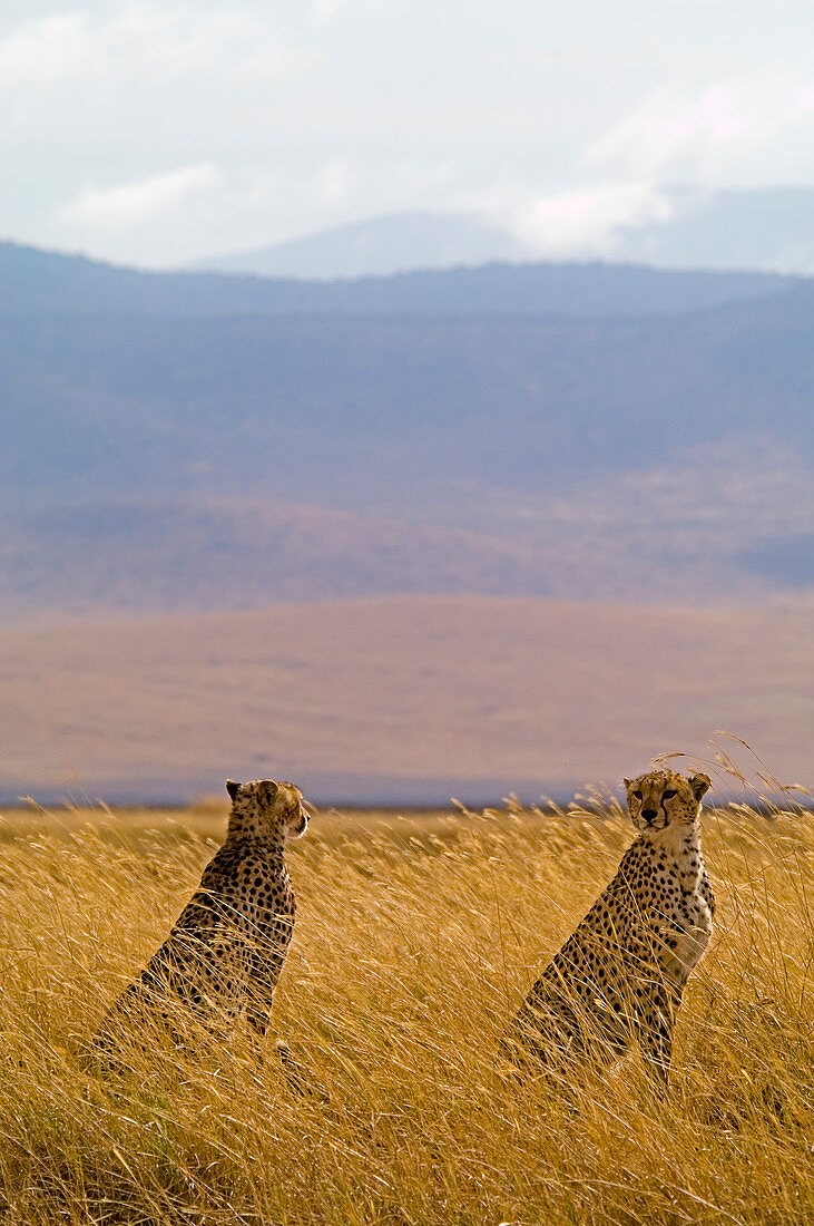 A Pair Of Male Cheetah At Ngorongoro National Park, Tanzania