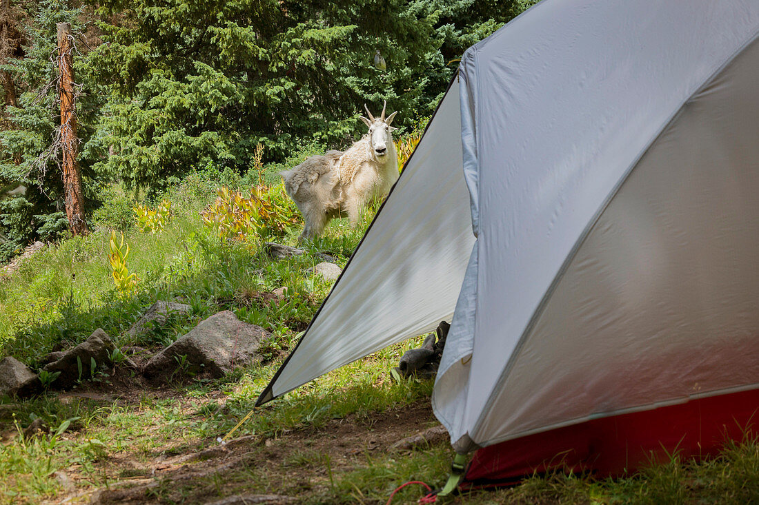 Mountain Goat Standing Near The Tent In Chicago Basin