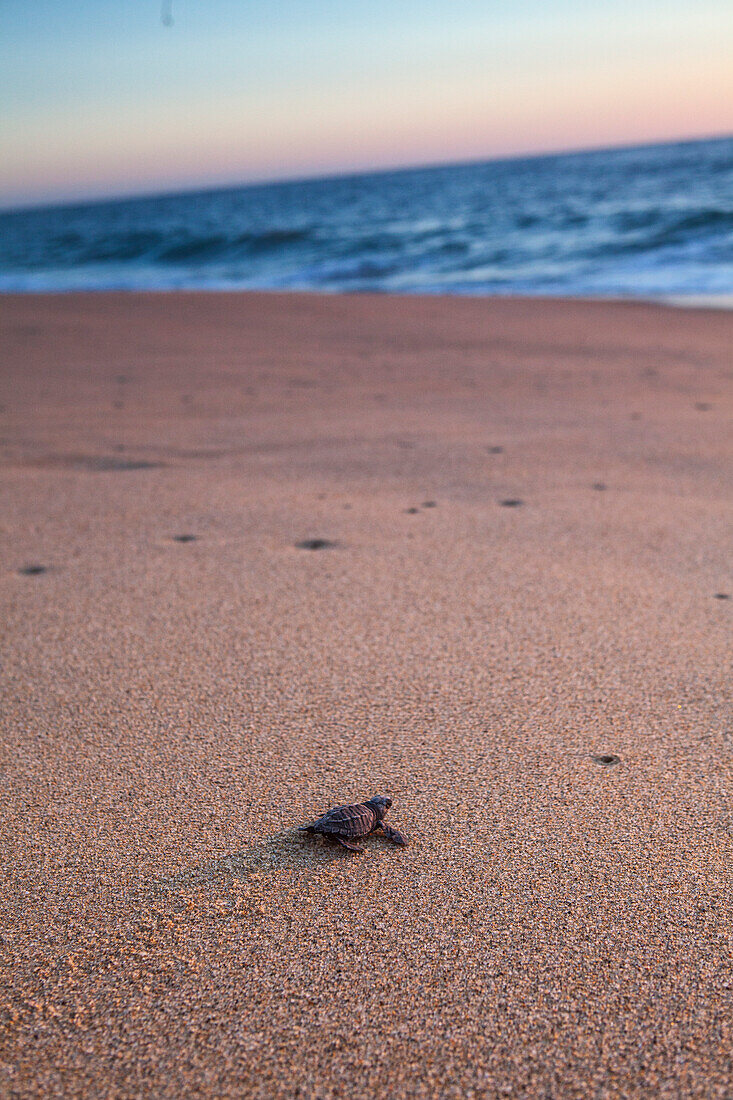 A Newly Hatched Baby Turtle Makes Its Way Towards The Pacific Ocean Near Todos Santos, Mexico