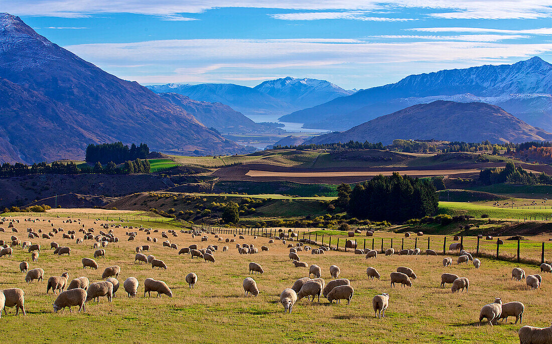 A Classic New Zealand Scene Near Queenstown