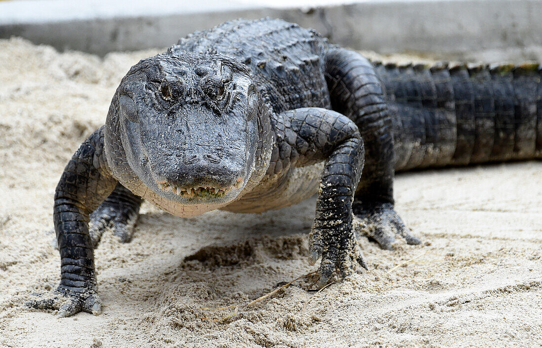 An America Alligator At Everglades National Park In South Florida