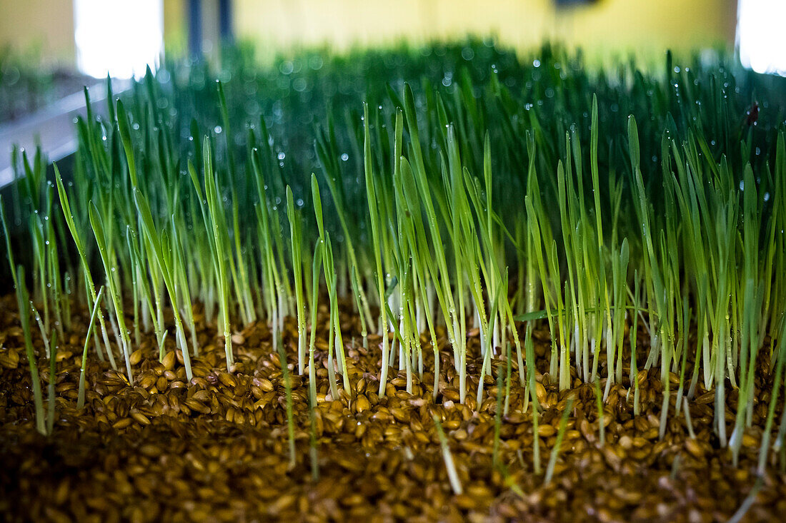 Close-up Of Growing Barley Seed Grass For Feeding Animals At Ranch