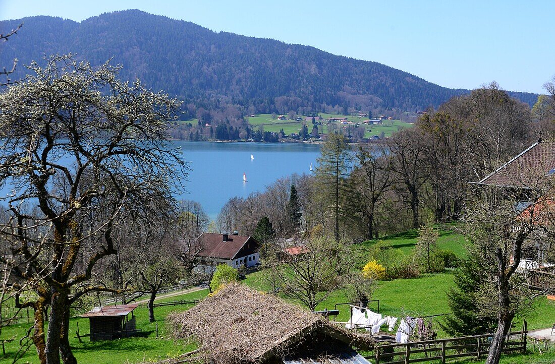 At the highpath, Eastbank of Tegernsee, Upper-Bavaria, Bavaria, Germany