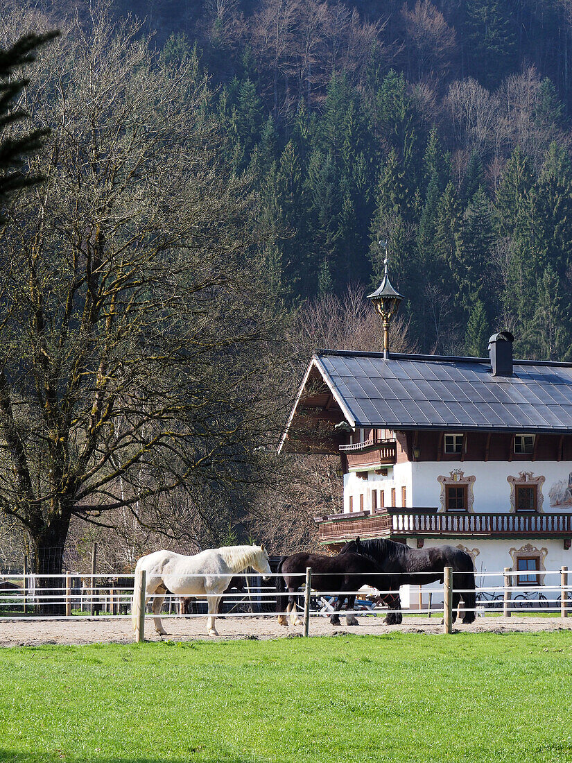 Hof mit Pferden am Habersauertal bei Walchsee, Kaisergebirge, Tirol, Österreich