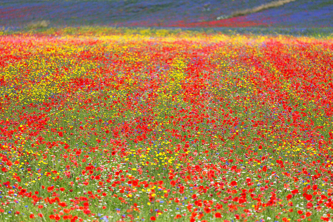 Europa, Italien, Umbrien, Bezirk Perugia, Blüte von Castelluccio von Norcia