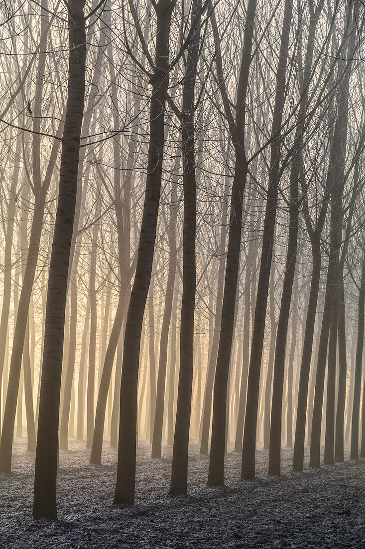 Turin province, Piedmont, Italy, Europe,  Magic sunrise in the Piedmont plain