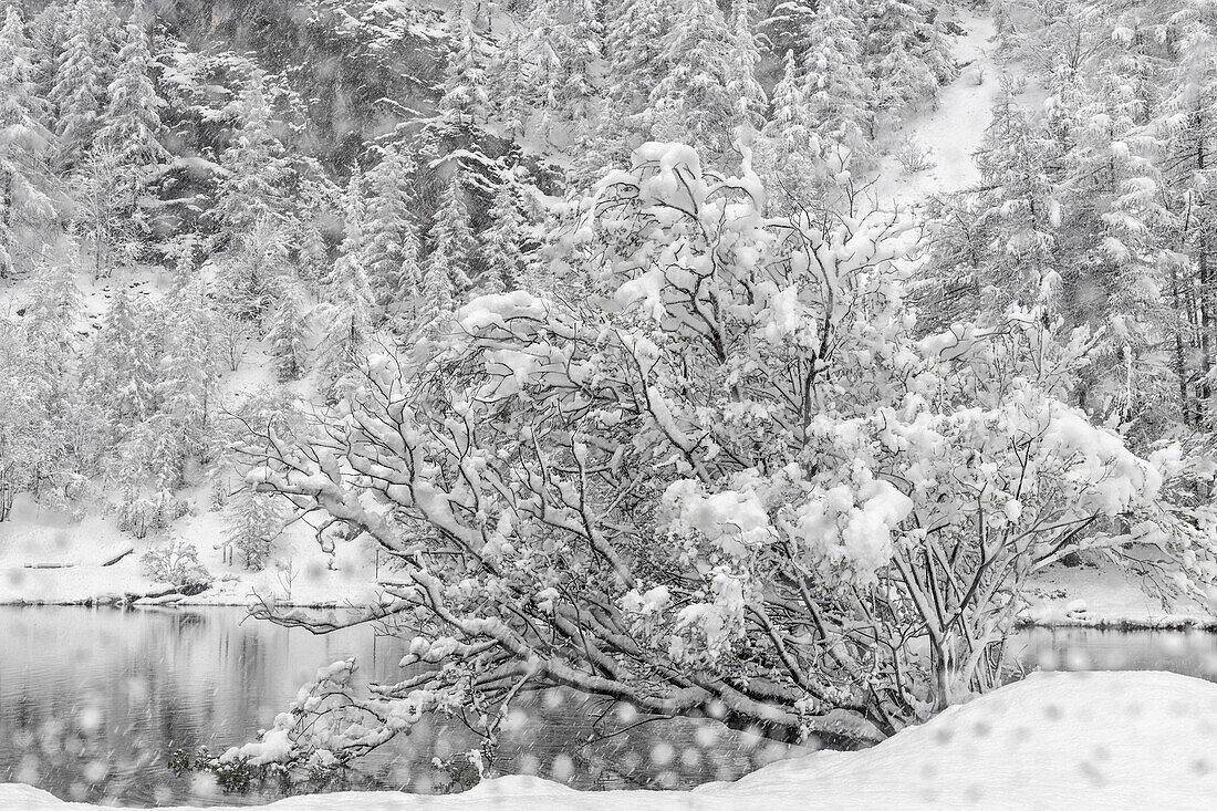 Chisone Valley , Valle Chisone , Turin province, Piedmont, Italy, Europe,  Blizzard landscapes into Piedmont mountains