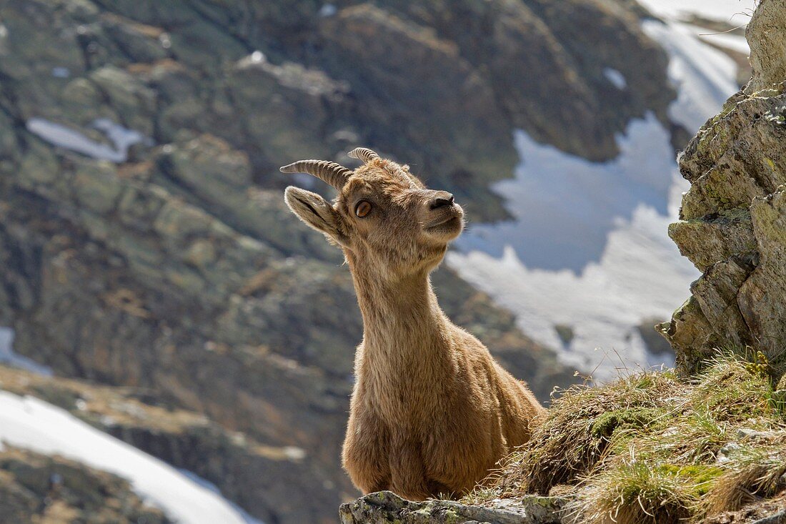 Stelvio National Park, Lombardy, Italy, Ibex