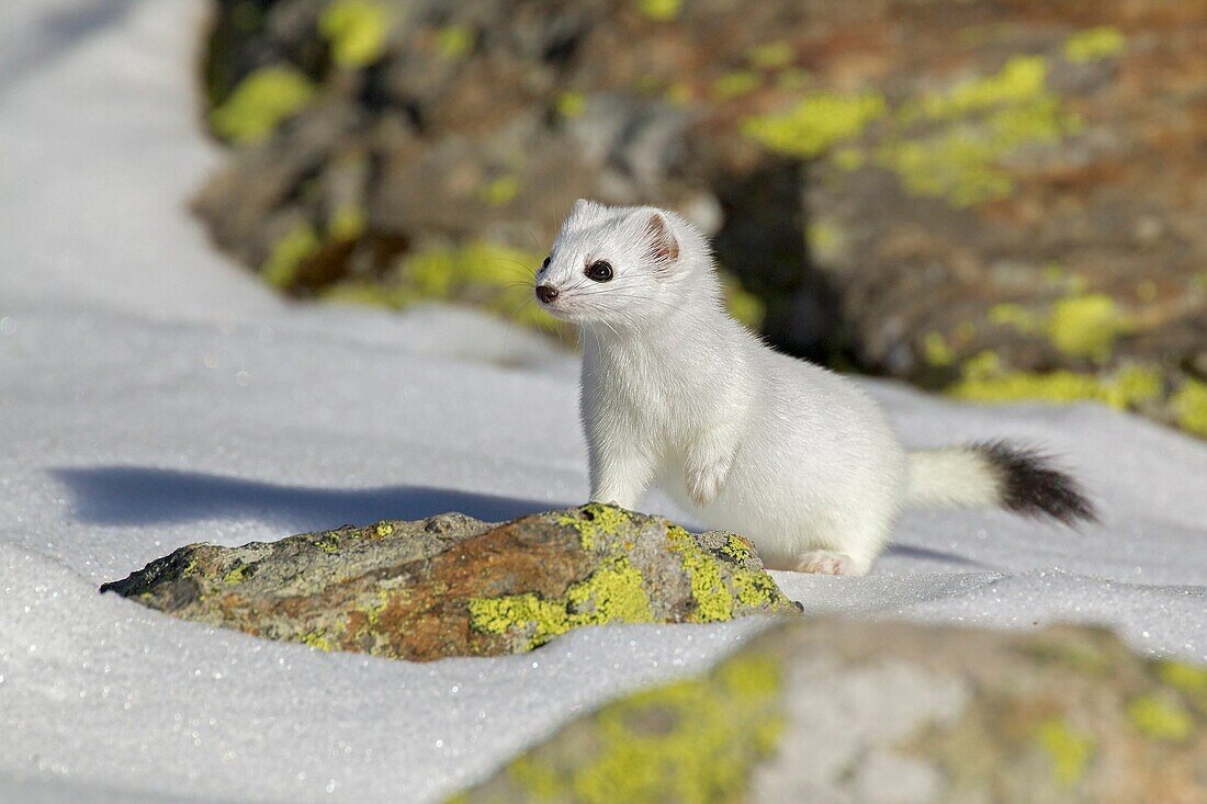 Stelvio Nationalpark, Lombardei, Italien, Ermine