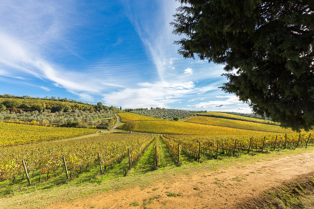 Chianti-Weinberge im Herbsttag, Castelnuovo Berardenga, Chianti, Provinz Siena, Toskana, Italien, Europa