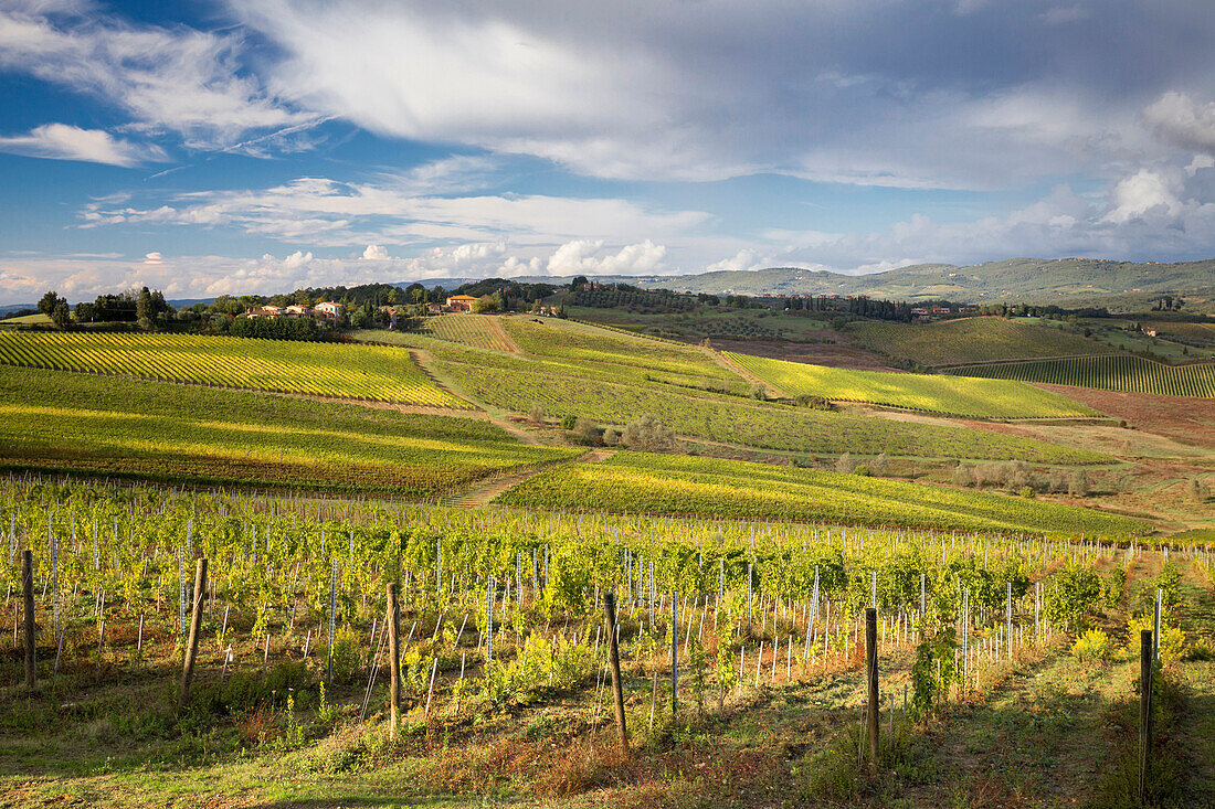 Vineyards in autumn dress near Vagliagli,  Vagliagli, Castelnuovo Berardenga, Chianti, Siena province, Tuscany, Italy, Europe