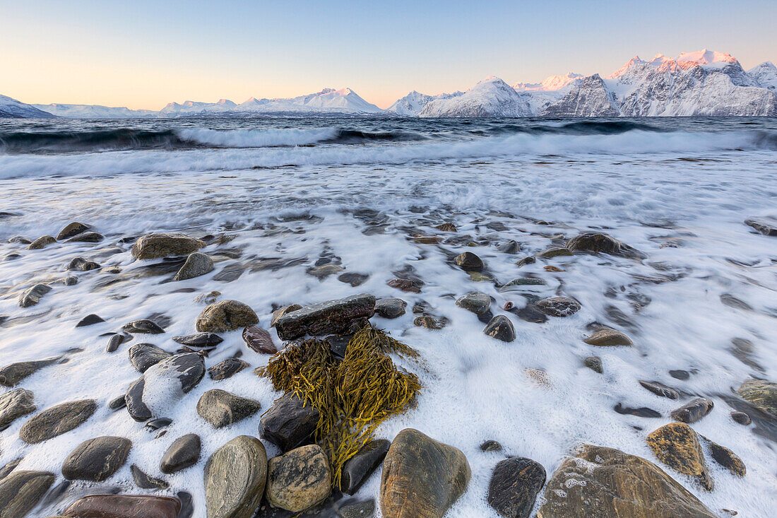 Bündel herzförmige Algen am Strand mit Blick auf die Lyngen Alpen, Hammarvika, Lyngenfjord, Lyngen Alpen, Troms, Norwegen, Lappland, Europa
