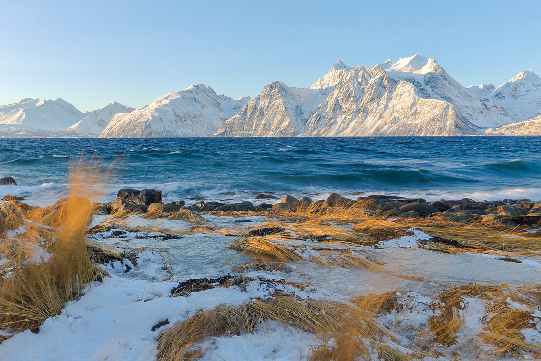 Der Wind schüttelt das von der Sonne beleuchtete trockene Gras, Spaknesora naturreservat, Djupvik, Lyngenfjord, Lyngenalpen, Troms, Norwegen, Lappland, Europa