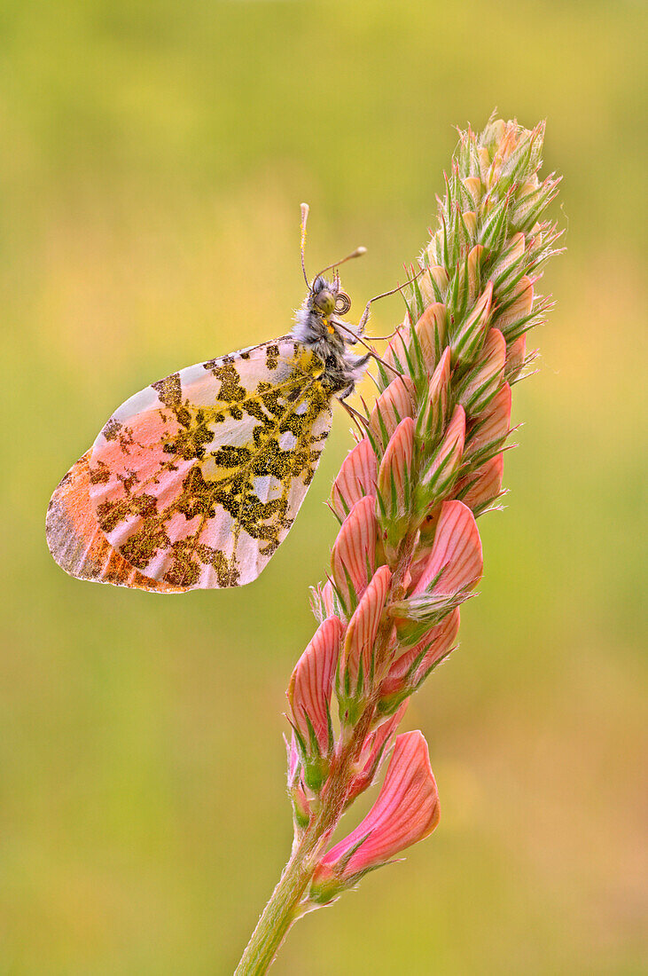 Anthocharis cardamines, Liguria, Vobbia, Genoa