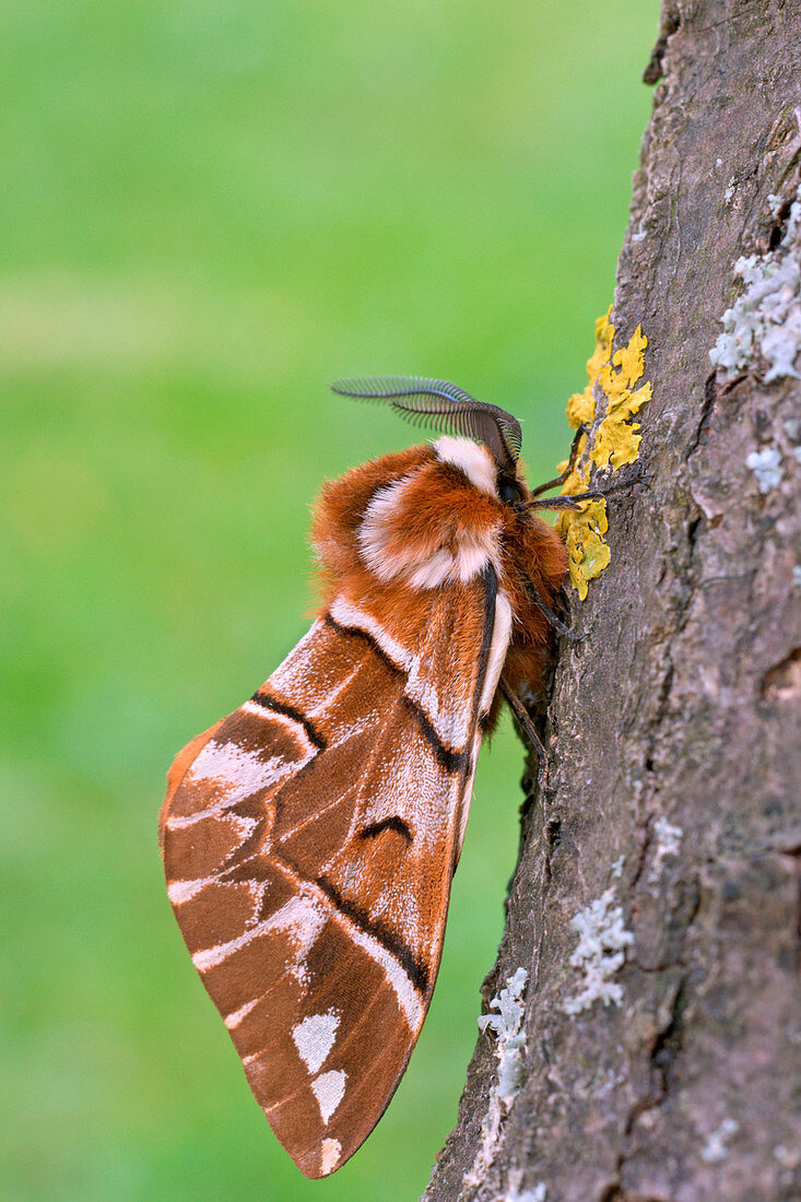 Endromis versicolora, Casareggio, Liguria, Italy