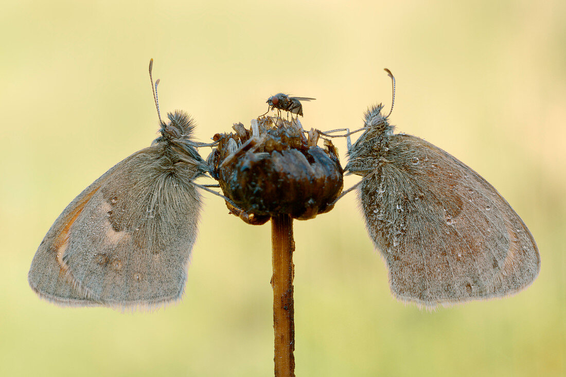 Coenonympha pamphilus, Casareggio, Liguria, Vobbia, Italy