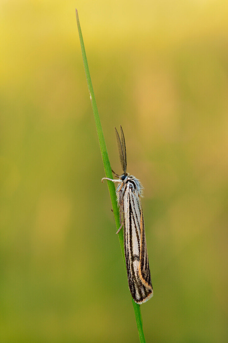 Spiris striata, Casareggio, Ligurien, Italien