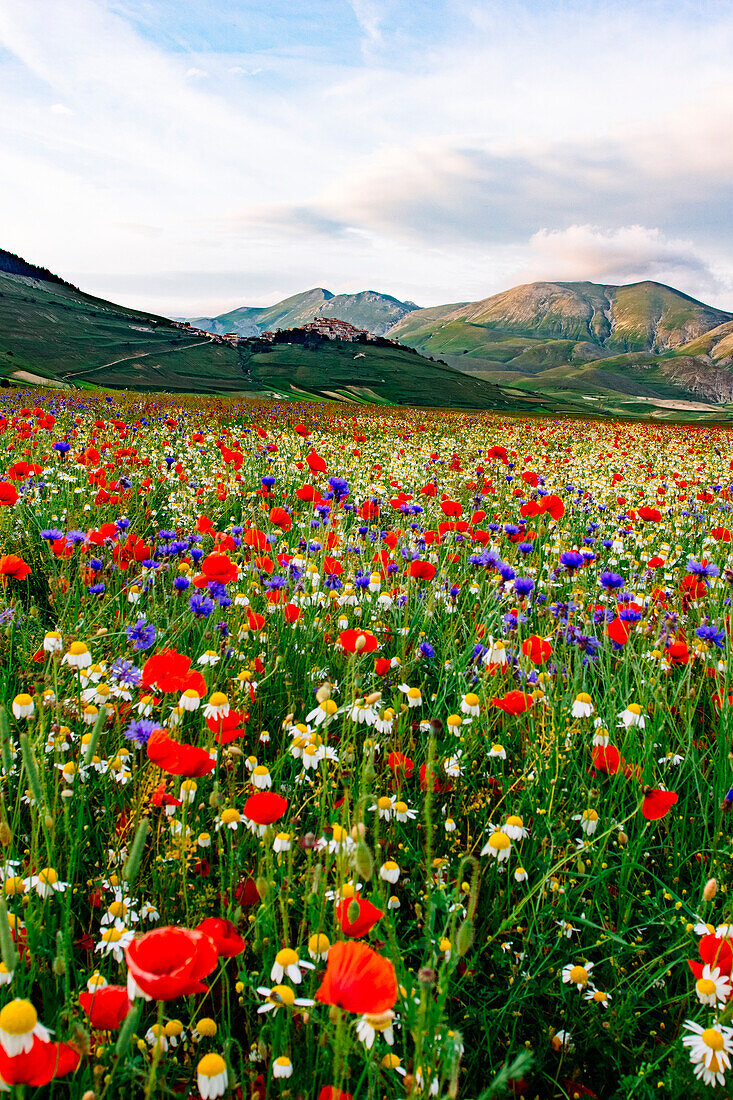 Castelluccio di Norcia, Umbrien, Italien, Piana Grande Valley Landschaft voller Blumen