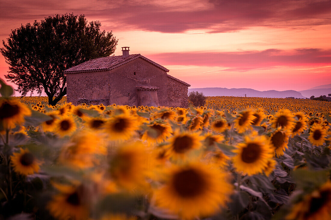 Provence, Valensole Plateau, Frankreich, Europa, Einsames Bauernhaus in einem Feld voller Sonnenblumen, einsamer Baum, Sonnenuntergang