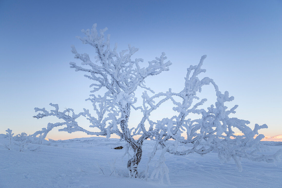 Einsamer gefrorener Baum im schwedischen Lappland, Abisko, Kiruna, Schweden, Europa