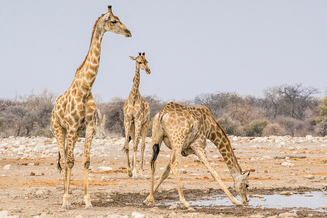 Giraffes drinking at the pond,  Etosha National Park, Oshikoto region, Namibia