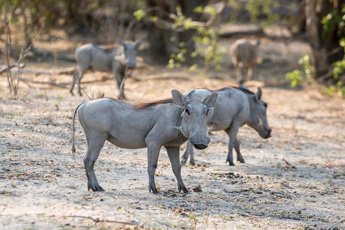 Warthogs,  Mahango Game Reserve, Bwabwata National Park, Kavango, Namibia