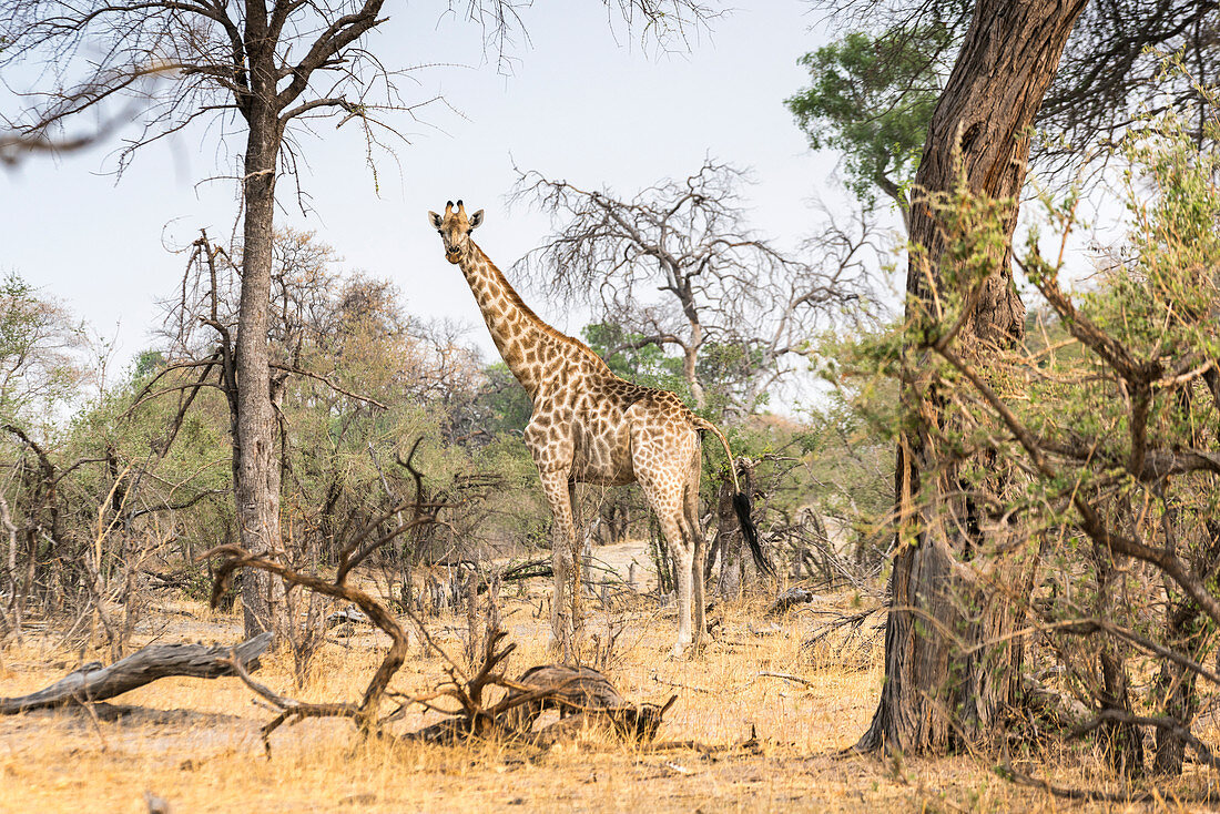 Giraffe in the bush,  Kwando Core Area, Bwabwata National Park , Namibia, Africa