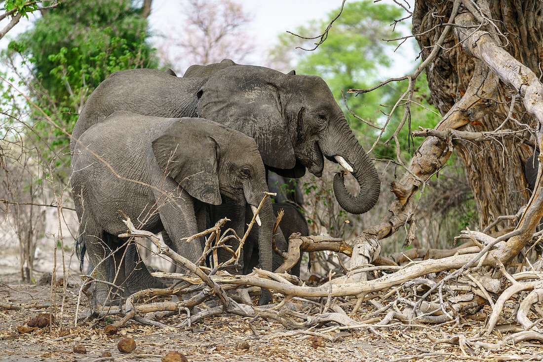 Adult elephant with young one,  Mahango Game Reserve, Bwabwata National Park, Kavango, Namibia