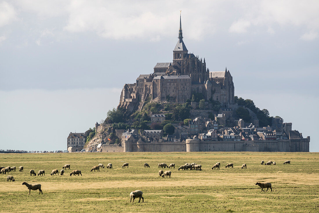 Schafe, die mit dem Dorf im Hintergrund weiden, Mont-Saint-Michel, Normandy, Frankreich